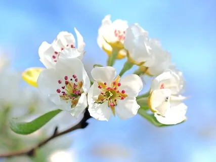 Ho'oponopono Mantra Meditation (Live)