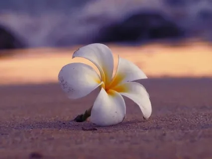 Ho'oponopono For Emotional Healing