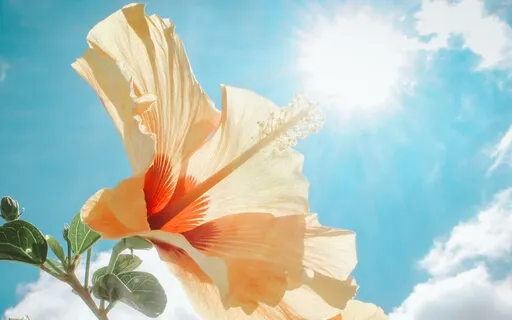 Ho'oponopono Meditation