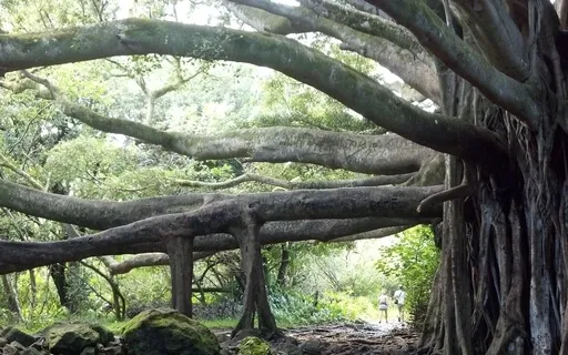 Ho'Oponopono Meditation For Healing