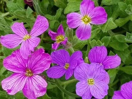 Ho'oponopono Music Meditation