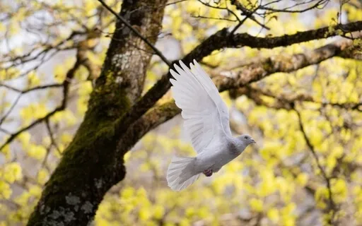 Ho'oponopono Prayer For Forgiveness With Light Language 