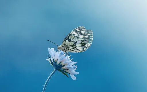 Ho'oponopono Prayer For Forgiveness