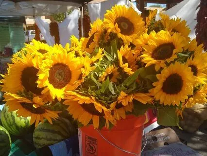 Ho'oponopono Forgiveness Practice