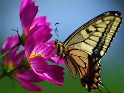 Hope Affirmations