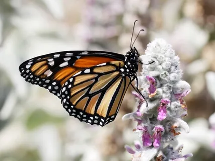 Hope & Healing For Transformation