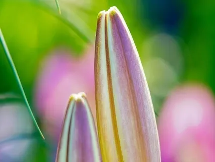 Hope & Love Poems - Morning Light