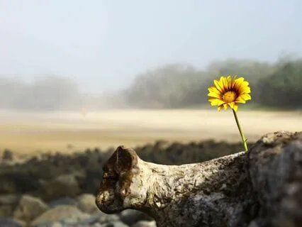 Hope: Crystal & Tibetan Singing Bowls Sound Healing