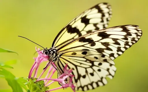 Hope For The Flowers: A Tale--Partly About Life . . . 