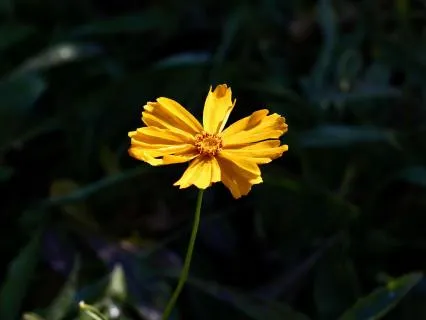 Hope, Resilience & New Beginnings Meditation