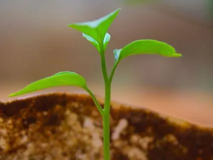 Hope
