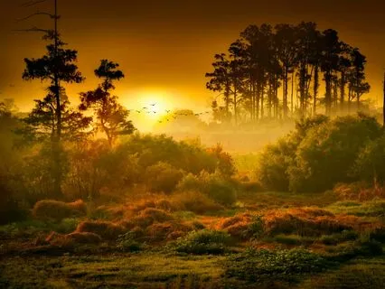 Hopeful Dawn in the Sacred Tree Grove