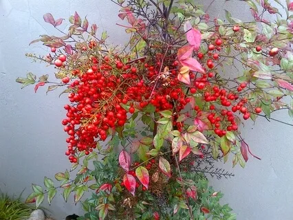 Hopes & Dreams Meditation