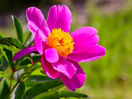 Ho'ponopono, Forgiveness & Self love meditation