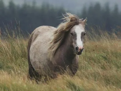 Horse And Wise Spirit Guides For Healers