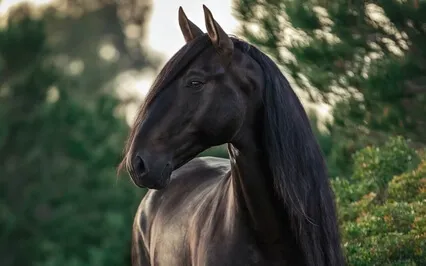 Horse Spirit Animal