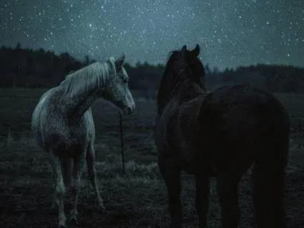 Horse Spirit For Sleep – Soft Power & Night Safety