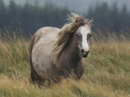 Horse Spirit Guide: A Journey Of Good Medicine (short)