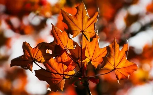 Höstkväll - Yoga Nidra för att släppa taget och slappna av