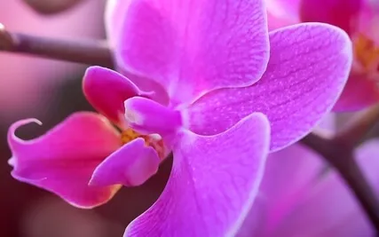 Houseplant Or Flower Meditation