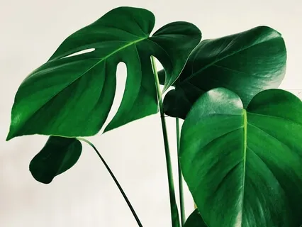 Houseplant Sound Bath | 432 Hz (Live 10 Jun 2022)