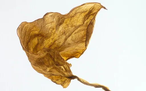 How Are You Meeting the Changes That Come With Aging? 