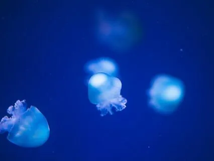 How Do You Get Into The Deep Spaces Of Meditation?