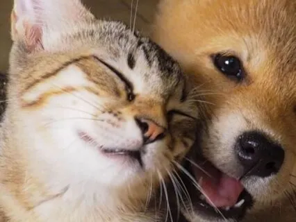 How Helping Animals & Embracing Nature Helps With Ascension