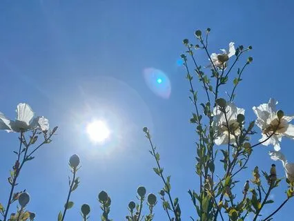 "How I Want To Feel Today" Morning Meditation