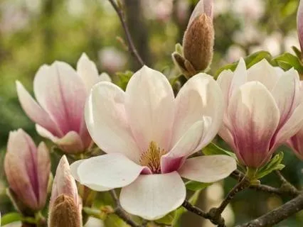 How Magnolia Blooms Unfold