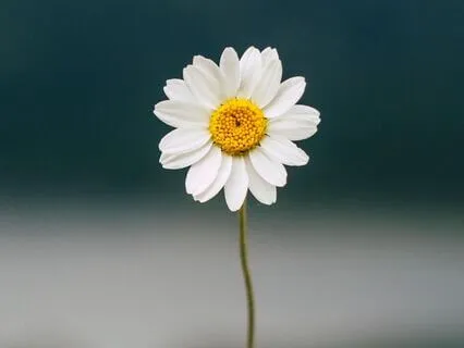 How Manifestation Really Works