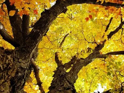 How Much Money Do You Want Meditation