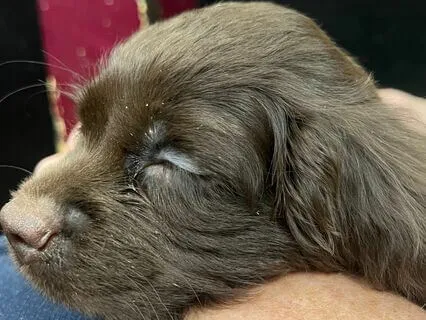 How Much Wood Can A Woodchuck Chuck?