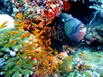 How Not To Trigger Negative Re-patterning Talk + Meditation