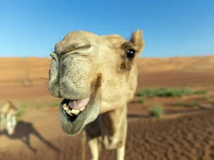 Bedtime Story: How The Camel Got His Hump