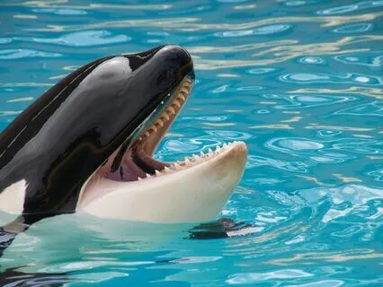 How The Whale Got His Throat