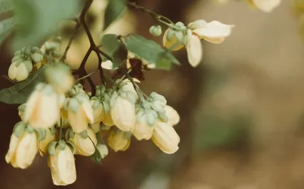 How To Be A Good Witness