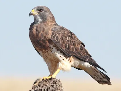 How To Be Free | Meditative Story Part 3 