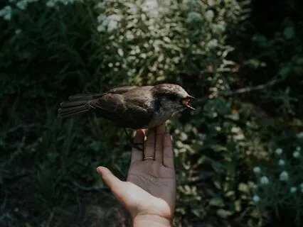 How To Become A Tree - An Ode To Stillness