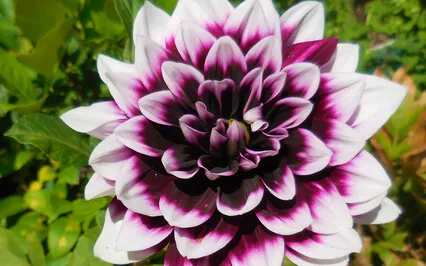 How To Become Enlightened