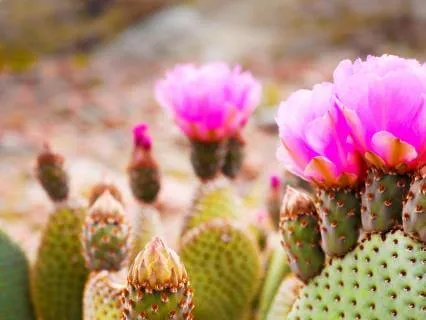 How To Deal With Disappointment Talk