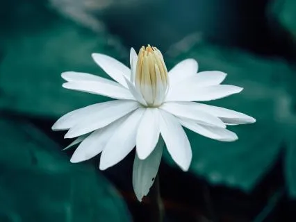 How To Develop Intuition Through Stillness