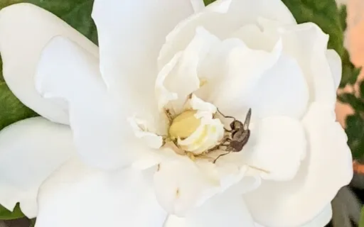 How To Find Peace Of Mind