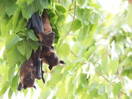 How To Fly When You Can't See Anything (The Bat)