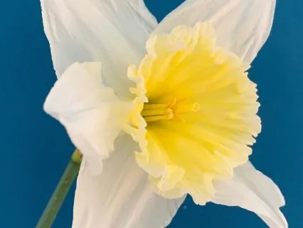 How To Heal From Trauma