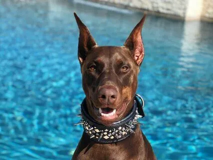 How To Housebreak Your Ego