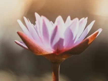 How To Know What You Truly Want