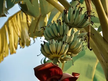 How To Live A Life Of "Purity" And Why Plant Fruit Trees?