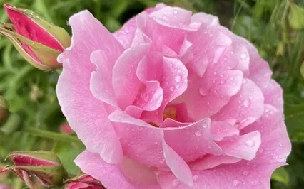 How To Live Through Grief