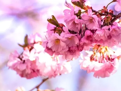 How To Make Steady Wisdom -1 Rati, Tripti, Tusti 1